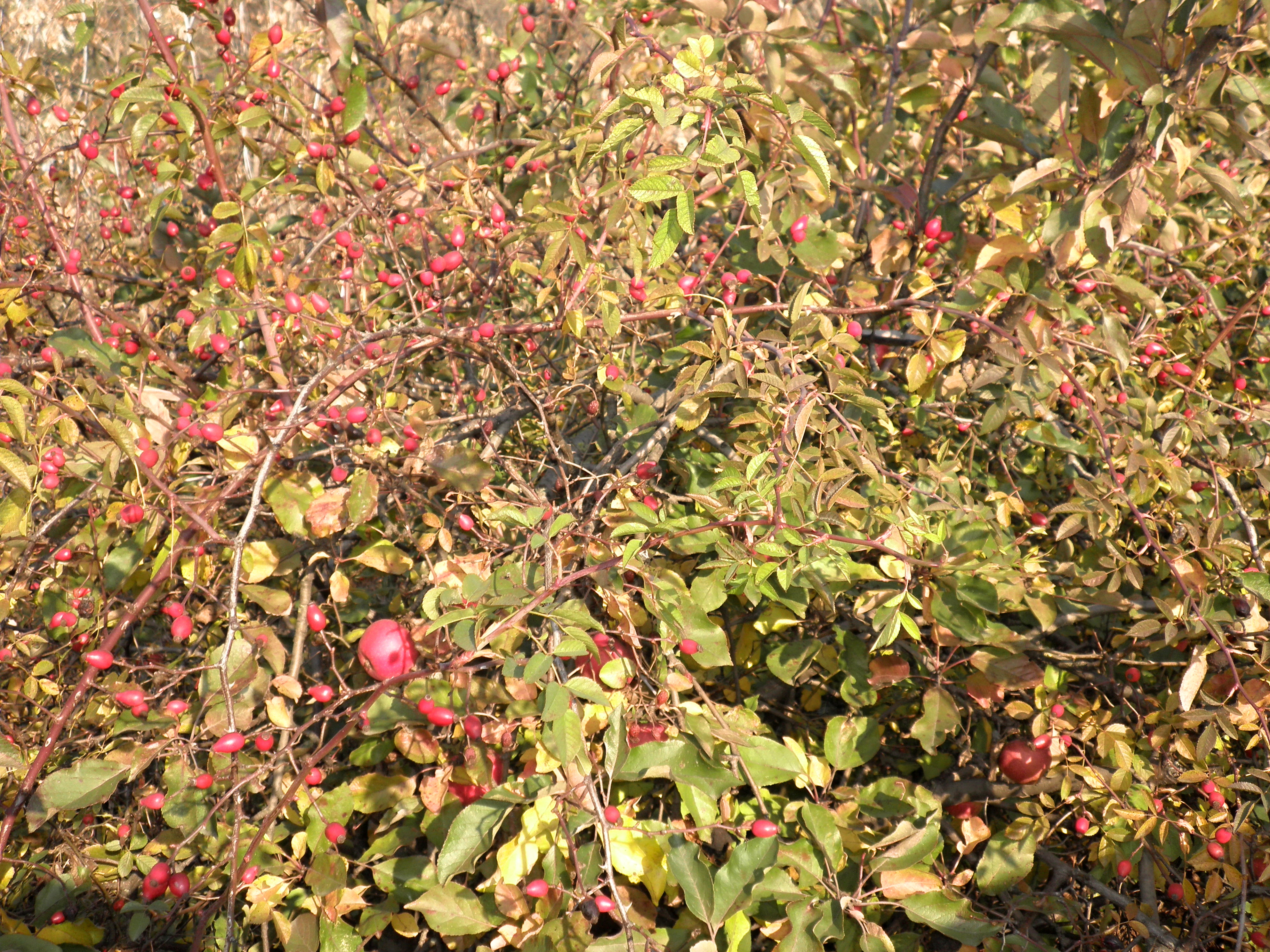 PB050091