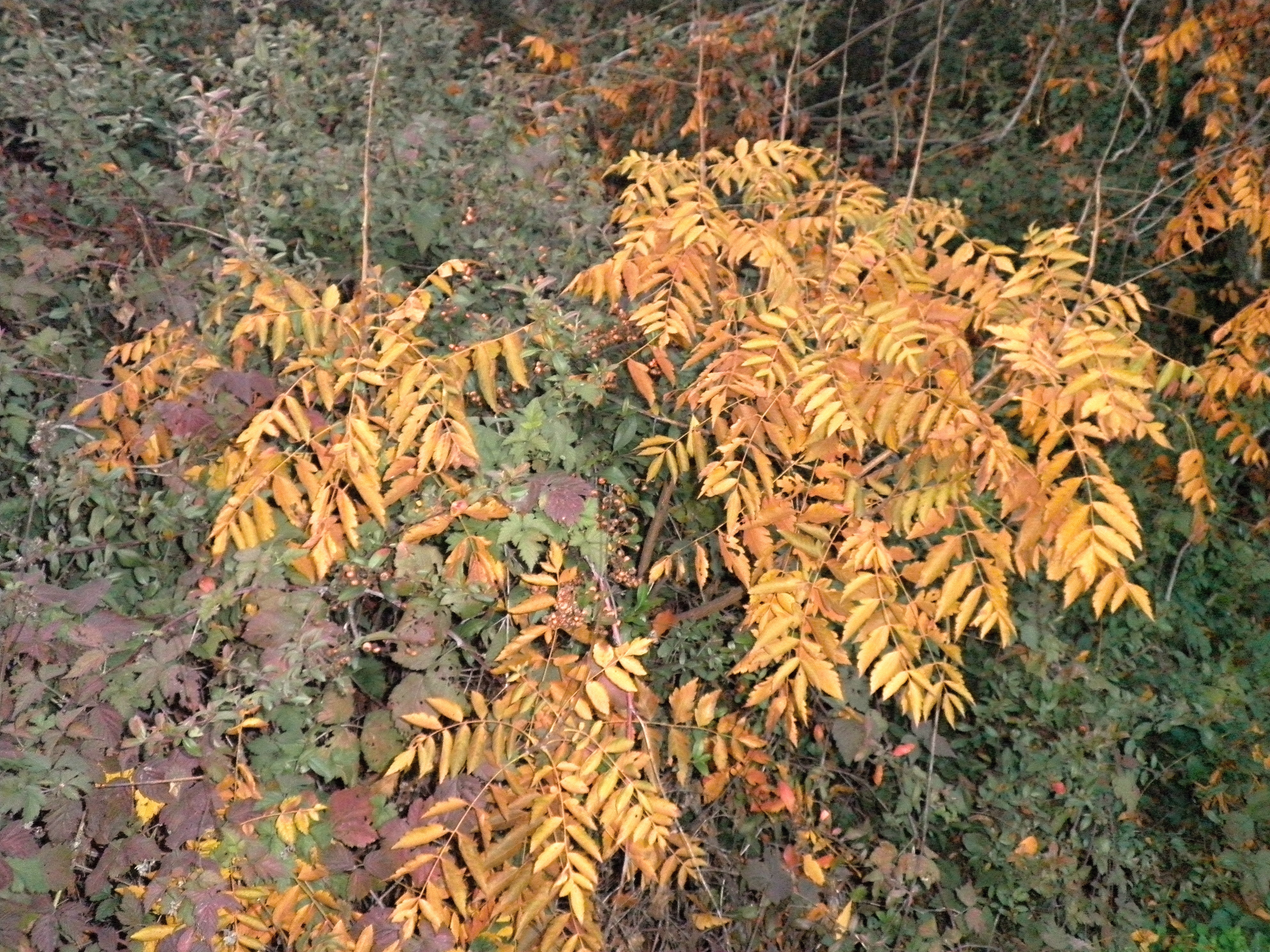 PB060020