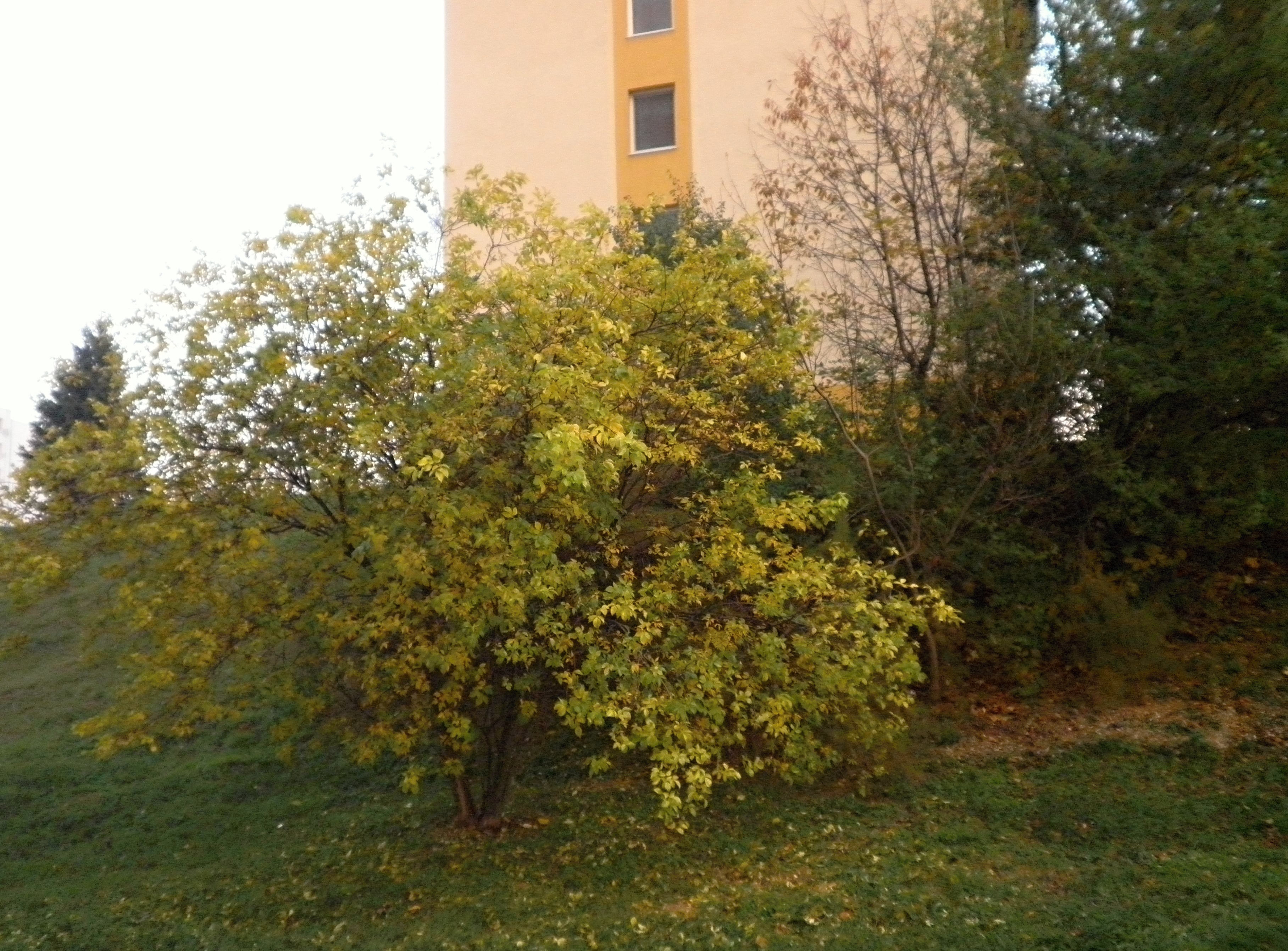 PB060037