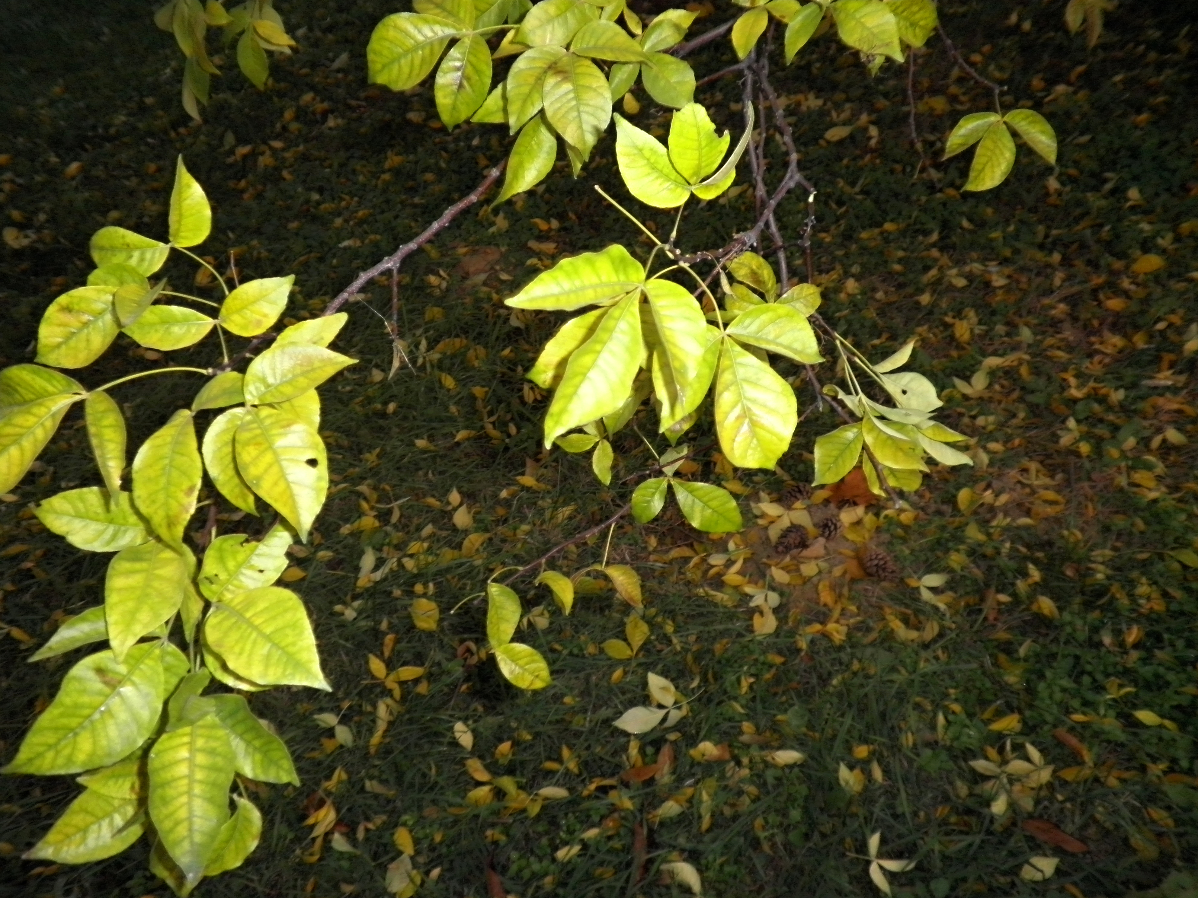 PB060039