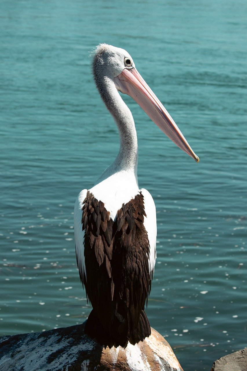 pelican-8710717_1280
