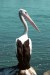 pelican-8710717_1280